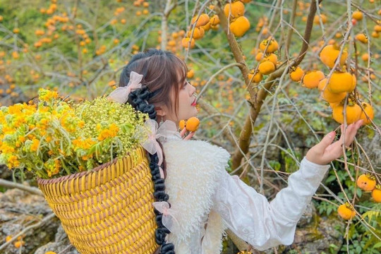 Cách trung tâm Hà Nội 200km có nơi được mệnh danh là 'Đà Lạt của miền Bắc', đang bước vào mùa hồng chín rực rỡ