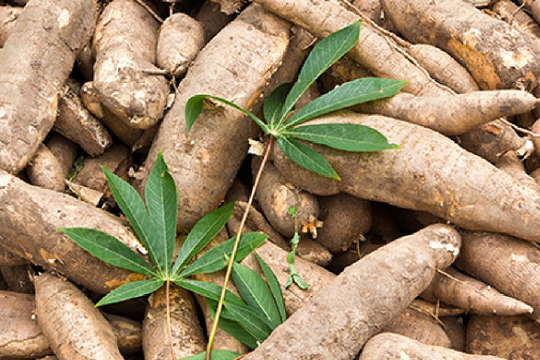 'Vàng trắng' dưới lòng đất của Việt Nam xuất khẩu đứng thứ 2 thế giới: Trung Quốc - Nhật Bản săn lùng không ngớt, thu hơn 1 tỷ USD sau 10 tháng