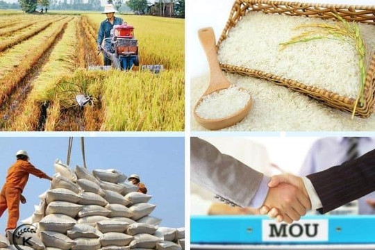 Quốc gia Đông Nam Á phải nhập khẩu 90% lương thực, liên tục chốt đơn hàng 'khủng' mua gạo từ Việt Nam và Thái Lan