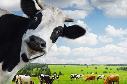 Khối ngoại rót gần 800 tỷ đồng gom cổ phiếu Vinamilk