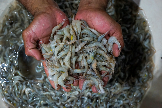 Tôm và giày Nike nhiễm phóng xạ gây ung thư lọt vào Mỹ, thu hồi hàng trăm container: Vụ bê bối giáng đòn nặng nề vào nền kinh tế số 1 Đông Nam Á