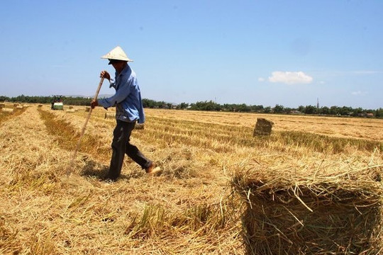 Không còn đốt rơm rạ, nông dân Ninh Bình tìm ra cách kiếm cả trăm triệu mỗi vụ lúa từ chính thứ bỏ đi này