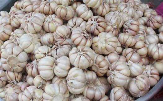 Mỗi tháng người Việt chi hơn 350 tỷ đồng cho tỏi nhập khẩu từ Trung Quốc, vừa rẻ vừa dễ bóc