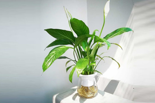 NASA chỉ ra 10 loại cây cảnh thanh lọc không khí, tốt cho sức khỏe