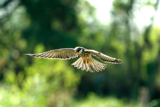 Xuất hiện 'khách lạ' cực hiếm tại Hà Nội