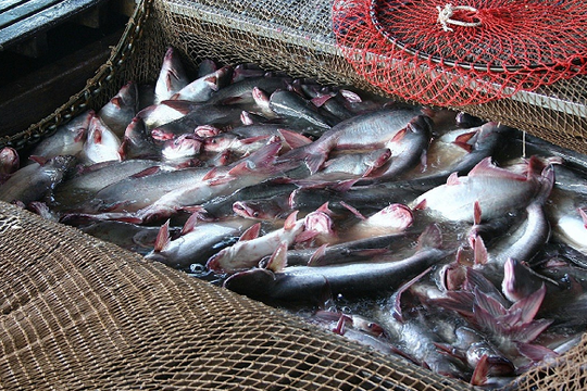 Loại 'mỏ vàng' nào vừa giúp Việt Nam thu 1,8 tỷ đô la? Mỹ – Trung tranh mua không ngừng, xứng danh 'ông trùm' toàn cầu