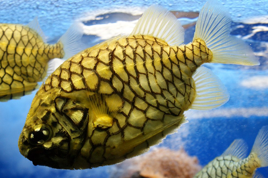 Hai loại cá 'tên trái cây' một thời bị ngó lơ, giờ thành đặc sản đắt đỏ, càng hiếm càng được săn lùng