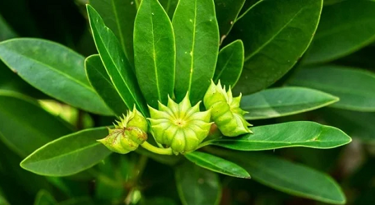 Sở hữu 'thủ phủ' hơn 43.000 ha loài hoa siêu hiếm, Việt Nam thu 3,4 triệu USD chỉ trong 1 tháng - khẳng định vị thế 'ông lớn' toàn cầu