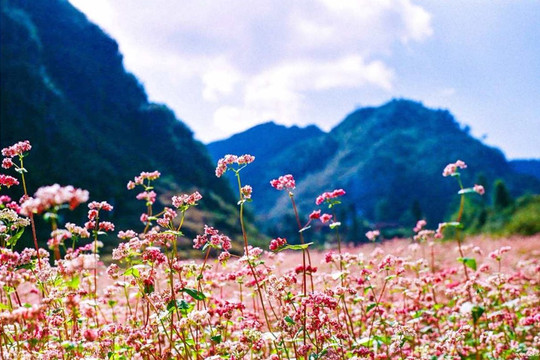 Du lịch Việt bùng nổ tour theo mùa chi phối thị trường, doanh nghiệp nắm ‘cơ hội vàng’