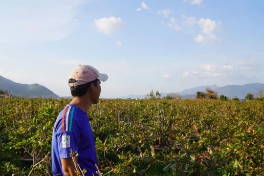 Thủ phủ mai vàng miền Trung lo vụ Tết