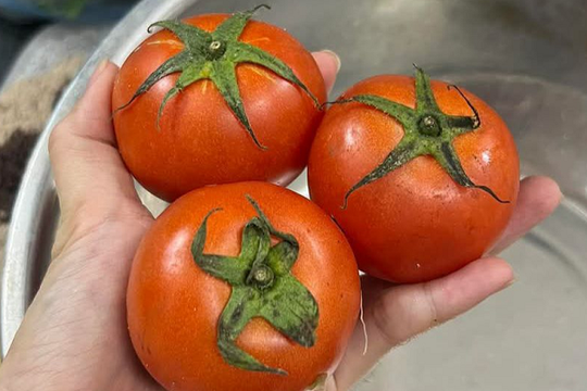 Rau củ 'leo giá' chóng mặt, từ mớ mồng tơi đến quả cà chua đều thành 'hàng xa xỉ', bà nội trợ quay cuồng tính tiền chợ