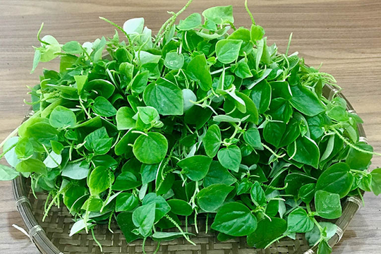 Loại rau dại của Việt Nam lại được thế giới xem như vị thuốc quý, giá tới 120.000 đồng/kg vẫn 'cháy hàng'