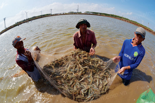 'Mỏ vàng dưới nước' của Việt Nam lập đỉnh xuất khẩu: Thu về 498 triệu USD trong 1 tháng, Trung Quốc chi cả tỷ USD săn lùng