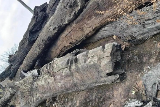 Phong tỏa khẩn cấp cây gỗ quý trị giá hơn 37 tỷ đồng dưới mảnh ruộng của nông dân T.