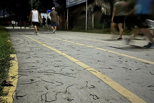 Lý giải vụ giun đất bò lên mặt đường ở Đồng Nai