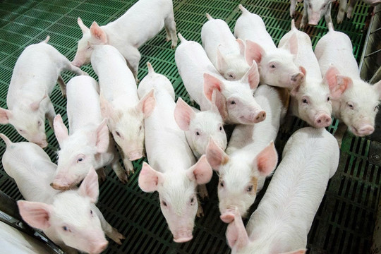 Bom tấn nông nghiệp Hòa Phát sắp chào sàn: Vốn hóa vượt Dabaco, BAF - liệu có đáng xuống tiền?