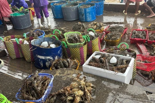 Người nuôi kiệt sức vì lũ: Tôm hùm chết trắng, người nuôi bán tháo chỉ còn 200.000 đồng/kg