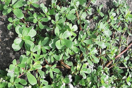 Loại rau người Trung Quốc xem là 'rau trường thọ' nhưng ở Việt Nam lại nhổ bỏ