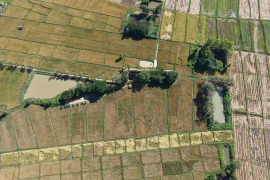 Cánh đồng lúa bất ngờ có dấu vết lạ, người dân hoang mang tìm lời giải