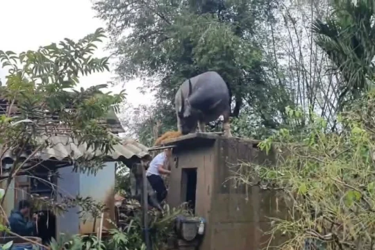 Hy hữu: Trâu mắc kẹt trên mái nhà sau lũ, nhiều ngày vẫn đứng chờ chủ nhân đón về