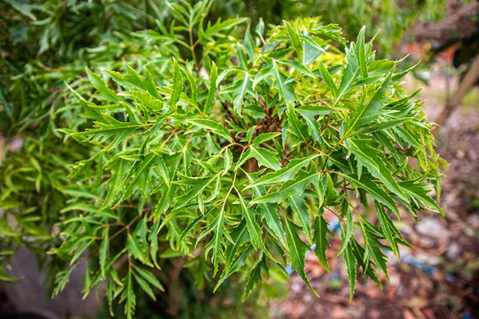 Việt Nam có một loại cây dược liệu quý, được gọi là 'nhân sâm của người nghèo', giá thành cực rẻ