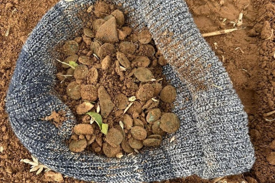 Cụ ông U70 đào trúng 'kho báu' chứa 400 đồng tiền trên cánh đồng, niên đại ước tính 1.800 năm