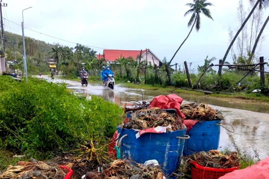 Tôm hùm chết sạch, chất đống bốc mùi hôi thối sau lũ