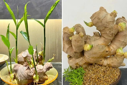 Cách trồng gừng theo từng mệnh để hút trọn may mắn, điềm dữ hóa lành, tài lộc đầy nhà