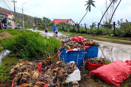 'Thủ phủ tôm hùm' bị xóa sổ