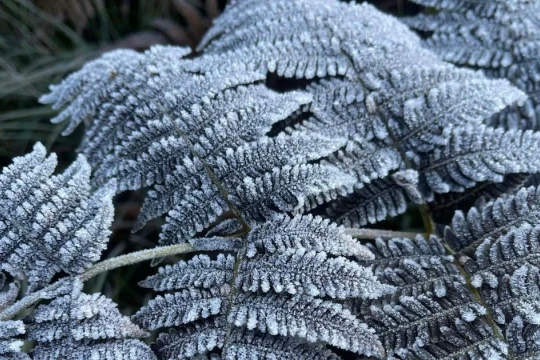 Xã Y Tý xuất hiện băng giá đầu mùa, nhiệt độ xuống 3 độ C