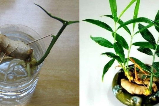 Trồng gừng theo quy tắc này, 7 ngày sau mầm cây tươi tốt, gia tăng vận khí cho gia chủ