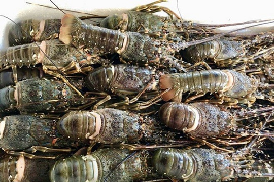 Trung Quốc mê không lối thoát một 'sản vật dưới nước' của Việt Nam: 10 tháng thu hơn 700 triệu USD, mặt hàng chủ lực là gì?