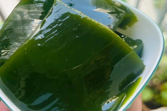 Không cần đất tốt, không cần chăm nhiều loại cây này vẫn đem về 2 tỷ mỗi năm cho nông dân