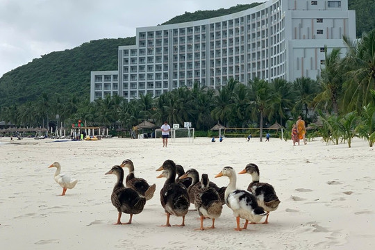 Vinpearl Nha Trang phát 'tin khẩn'