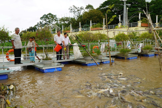 Bí ẩn: Hàng chục tấn cá hoang quy tụ về Đồng Tháp 'xin ăn', dân địa phương lập đội bảo vệ như báu vật