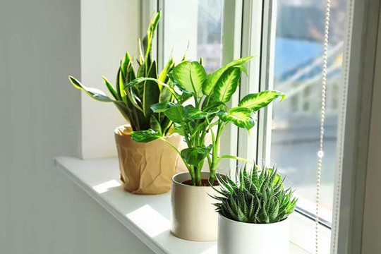 7 dấu hiệu cho thấy nhà bạn đang có phong thủy tốt, tài lộc dồi dào, gia đạo êm ấm