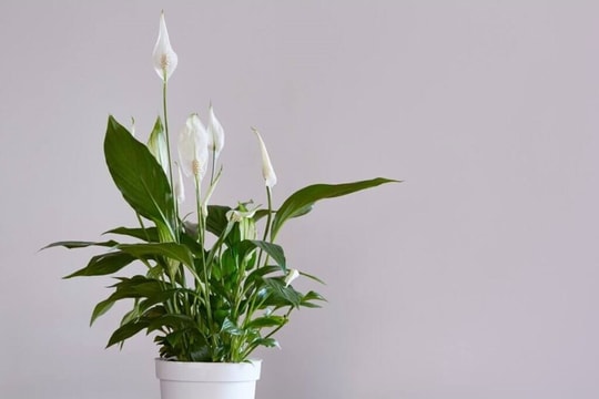 6 loại cây hợp mệnh Thủy nên đặt trên bàn làm việc để thu hút tài lộc, cân bằng năng lượng