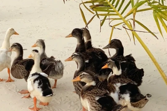 Độc lạ cuộc thi đặt tên cho đàn vịt theo lũ dữ đến resort 5 sao