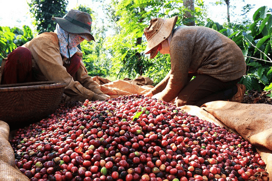 Xuất khẩu 'vàng đen' lập kỷ lục mới: Tăng mạnh cả lượng và giá, Việt Nam củng cố vị thế tại thị trường Đức