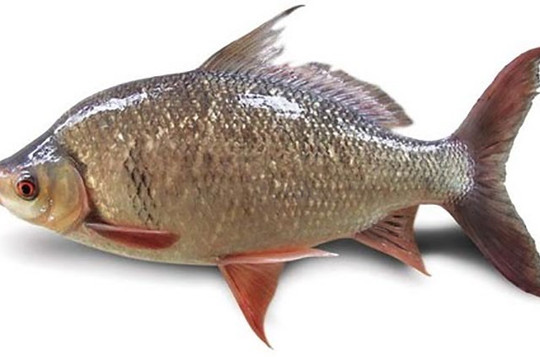 Loại cá giá rẻ của người Việt mang hàm lượng DHA ngang ngửa cá hồi