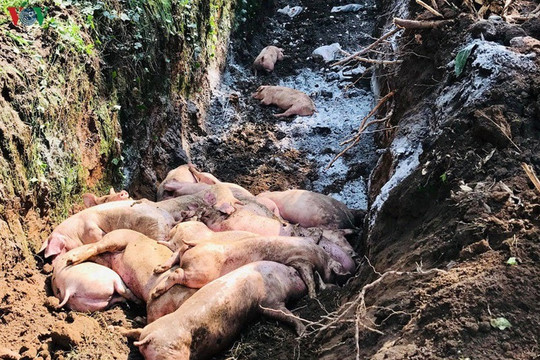 Hơn một triệu con bị tiêu hủy, nguồn cung thiếu hụt: Giá thịt lợn cuối năm đứng trước 3 kịch bản, tốt nhất 65.000 đồng, xấu nhất vượt 80.000 đồng/kg