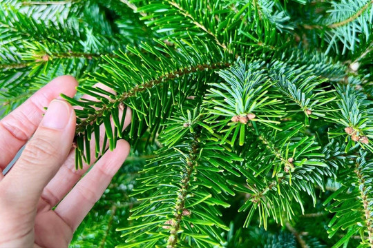 Thông Noel nhập khẩu 'cháy hàng': Dù giá từ vài trăm tới vài chục triệu đồng vẫn được săn lùng không ngớt