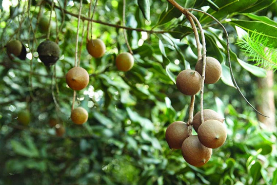 'Hoàng hậu của các loại hạt' đặc sản sang chảnh, đắt đỏ bậc nhất thế giới: Việt Nam lại trồng nhiều, giá tới 300.000 đồng/kg