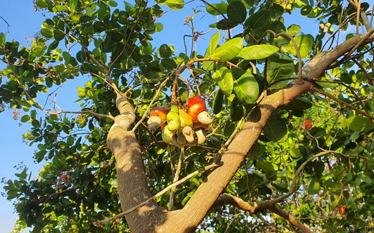 Việt Nam mạnh tay chi mức tiền 'khủng' để mua gần 1 triệu tấn 'hạt vạn người mê' từ nước láng giềng