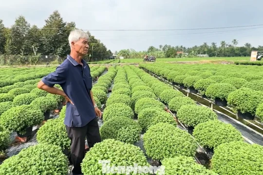 Người trồng cúc mâm xôi lo mất Tết