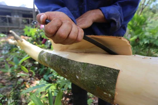 'Vàng xanh' Việt Nam xuất hàng trăm triệu USD đứng số 1 thế giới, nhưng sản xuất vẫn manh mún và phải nhập hàng nghìn tấn từ Indonesia