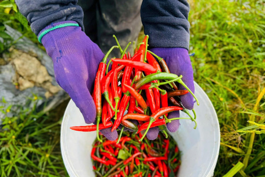 Việt Nam phải nhập hơn 23 triệu USD ớt dù đang xuất siêu, có thời điểm tăng 125%