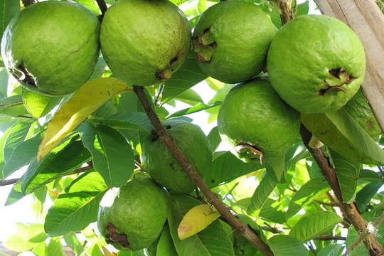 'Siêu quả' của Việt Nam: Ngon-bổ-rẻ, chỉ 10.000 đồng/kg, từ nông thôn đến thành thị đều có