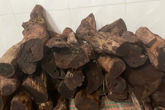 Quảng Trị: Dân đổ xô vào rừng ‘săn gỗ’ phong thuỷ bán 3 triệu đồng/kg