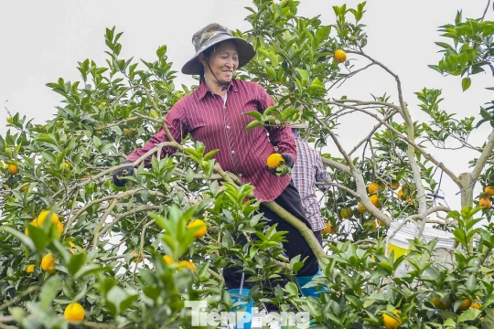 Bội thu loại cam đặc sản nổi tiếng Thanh Hóa